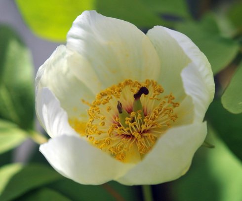 Creamy white flowers and typical Paonia foliage.