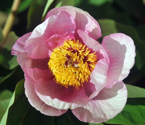Very nice bowl shaped Pale pink flowers in spring.