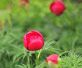 Crimson red globe like flowers