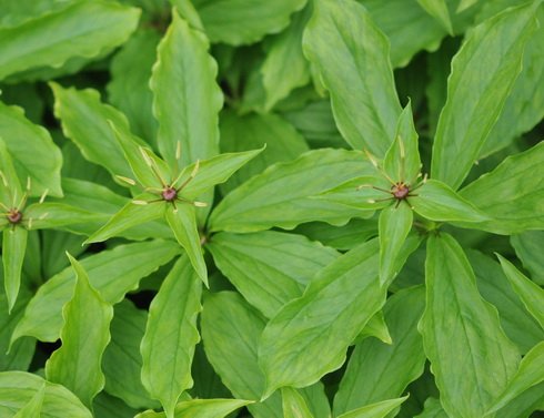 Green flowers above fresh green foliage