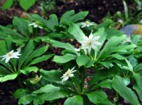 Paris japonica