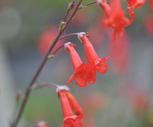 Orange red tubular flowers