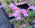 Large pink tubular flowers over mats of green foliage
