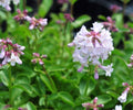 Pale lavender flowers in bunches
