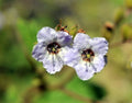 Lavender blue poppy-like flowers.