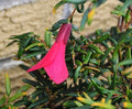 Vibrant tubular rich pink waxy flowers and rich green foliage.