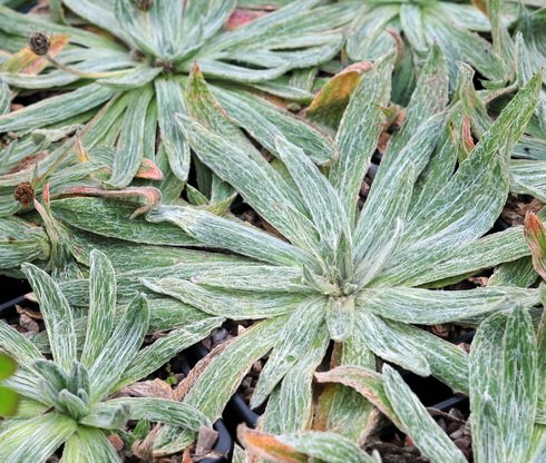 Silvery haired lanceolate foliage in rosettes.
