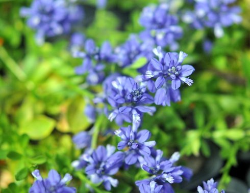 Rich blue flowers in bunches.