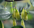 Creamy green pendulous flowers