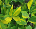 Bright yellow and green variegated foliage