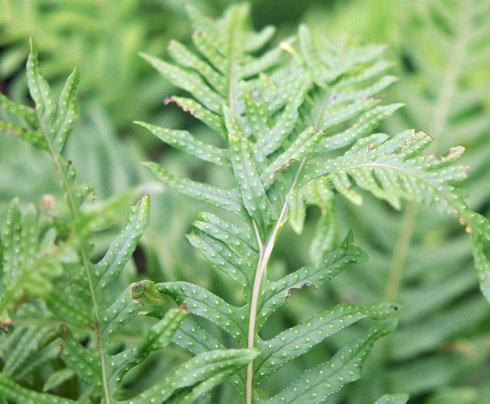 Rich green ladder like fronds
