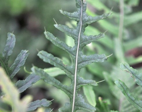 Small green fronds tipped with a bristly tip
