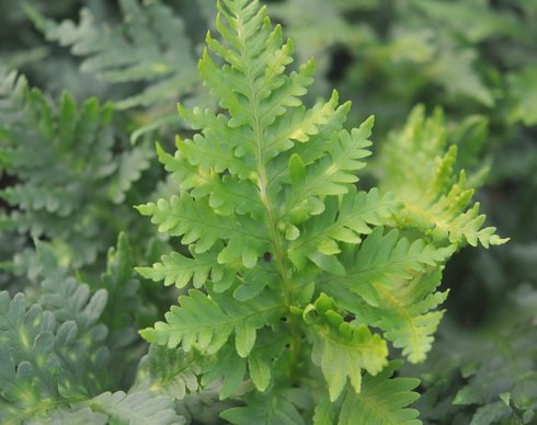 Rich green ladder like fronds