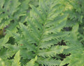Rich green ladder like fronds