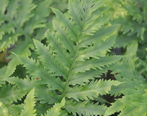 Rich green ladder like fronds