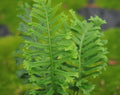 Rich green ladder like fronds