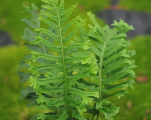 Rich green ladder like fronds