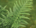 Rich green ladder like fronds