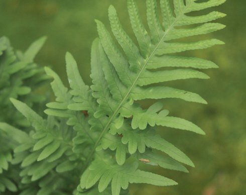 Rich green ladder like fronds