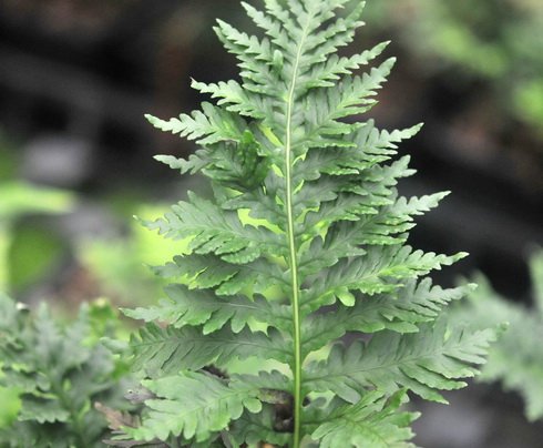 Rich green ladder like fronds