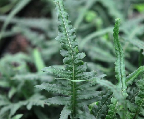 Rich green ladder like fronds