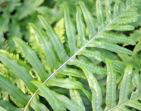 Rich green ladder like fronds