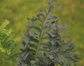 Rich green ladder like fronds