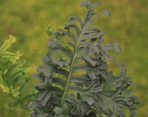 Rich green ladder like fronds