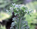 Deep green fronds with divided tips
