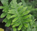 Rich green ladder like fronds