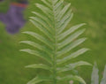Rich green ladder like fronds