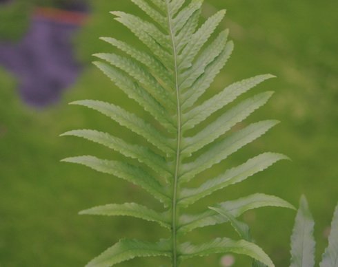 Rich green ladder like fronds