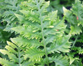 Rich green ladder like fronds