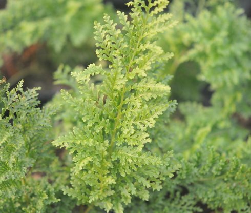 Fresh green deeply dissected fronds