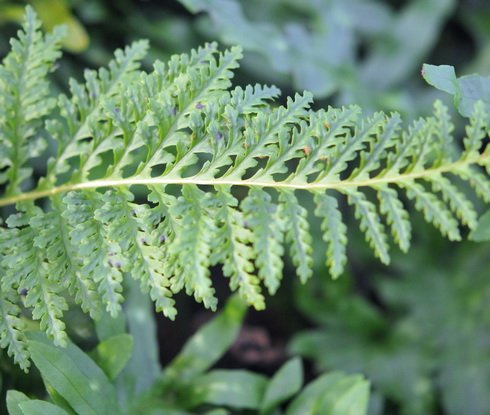 Rich green ladder like fronds