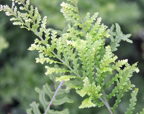 Fresh green deeply dissected fronds