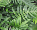 Rich green ladder like fronds