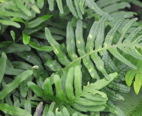 Rich green ladder like fronds