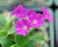 brightest almost florescent pink flowers