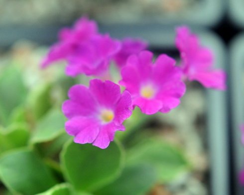 brightest almost florescent pink flowers