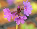 Nice rich deep violet flowers.