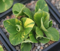Green and yellow variegated foliage