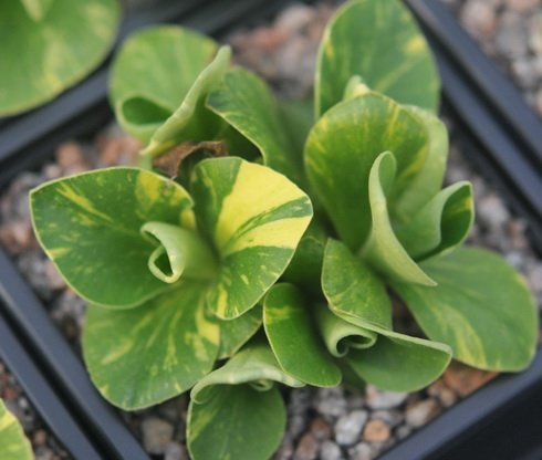 Green and yellow variegated foliage
