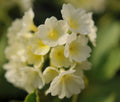 Pale lemon yellow flowers