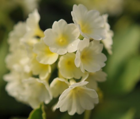 Pale lemon yellow flowers