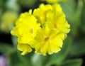Canary yellow flowers in bunches on rigid stems