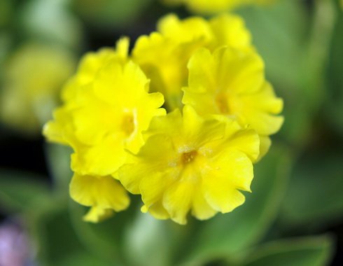 Canary yellow flowers in bunches on rigid stems
