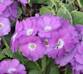 Pale lilac-purple flowers with a white eye.
