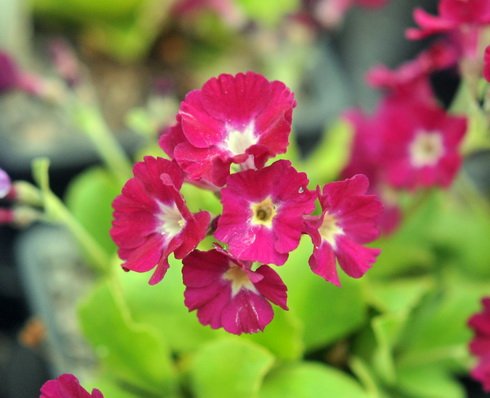 Scarlet red flowers with a white eye over soft green leaves