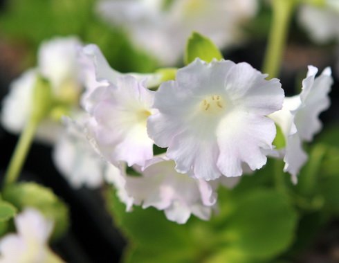 White flowers occasionally with a pink hint.
